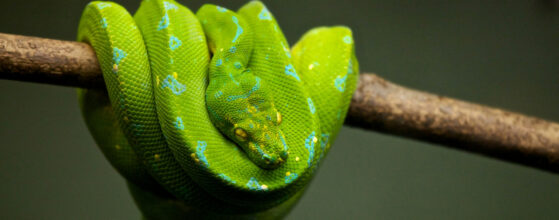 Photo of a bright green snake wrapped around a twig.