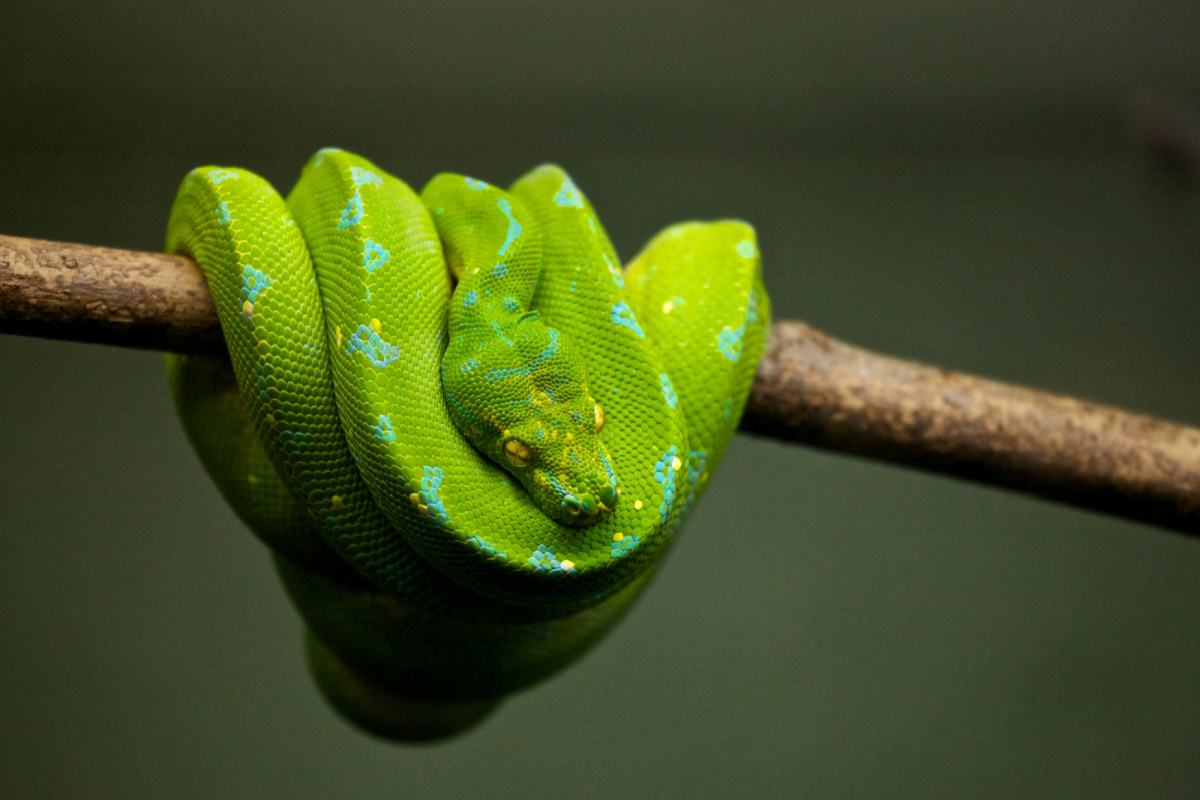 Photo of a bright green snake wrapped around a twig.